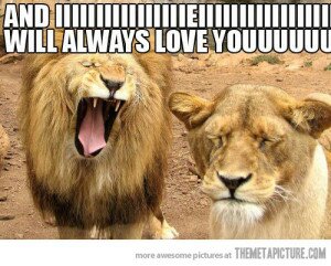 funny-lion-singing-mouth-open